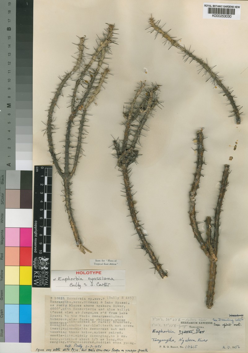 Euphorbia eyassiana photo 2