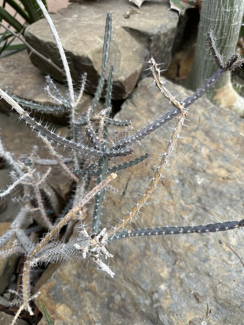 Euphorbia eyassiana