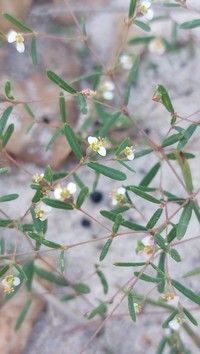 Euphorbia eylesii
