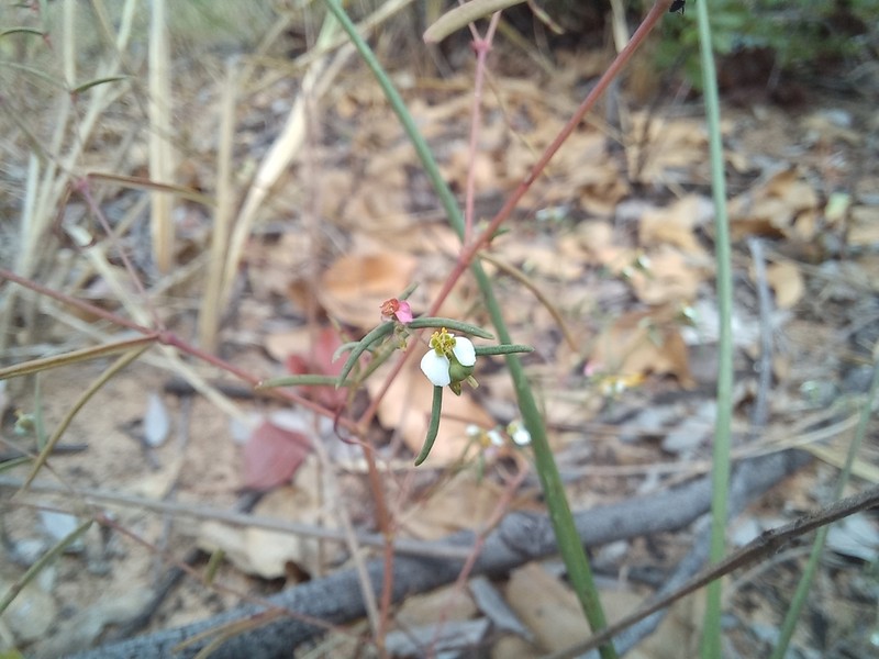 Euphorbia eylesii photo 2