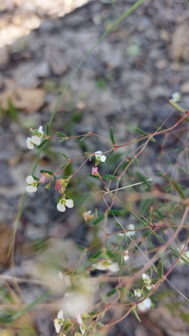 Euphorbia eylesii photo 3