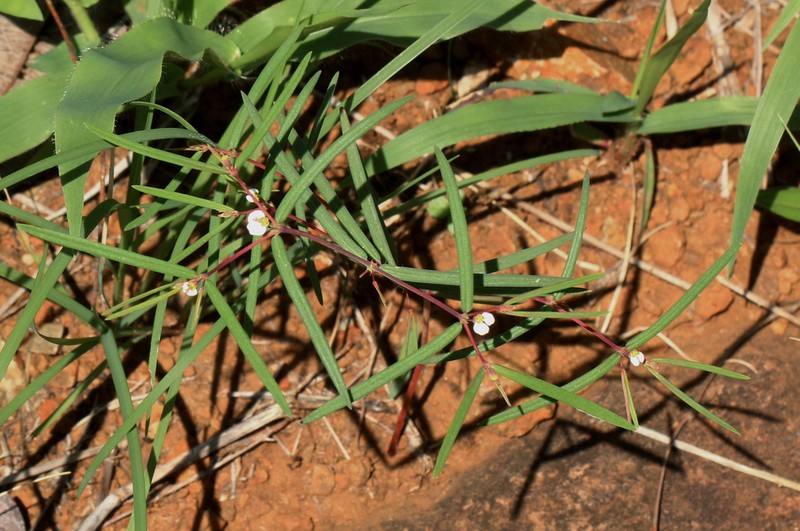 Euphorbia eylesii photo 4