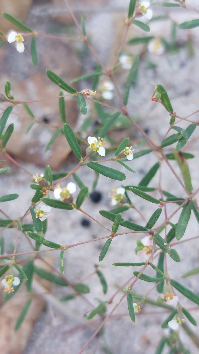 Euphorbia eylesii photo 5