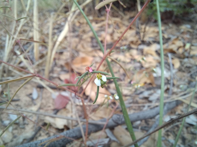 Euphorbia eylesii photo 7