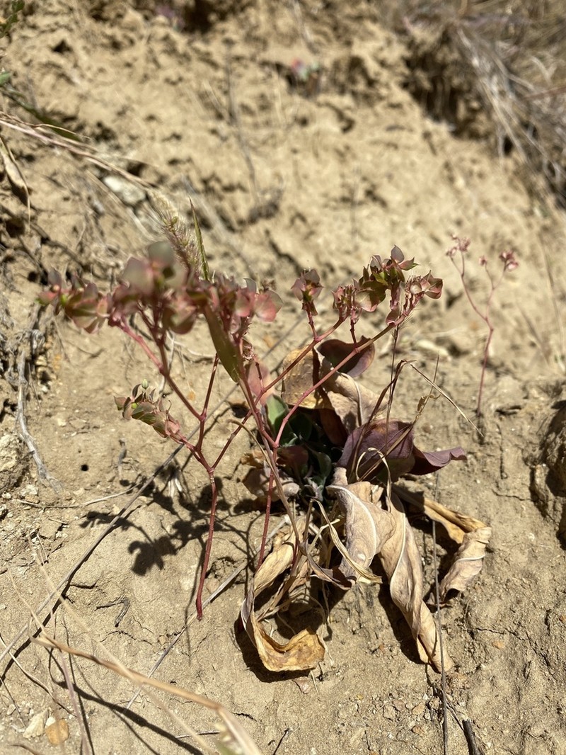 Sickle Spurge photo 3