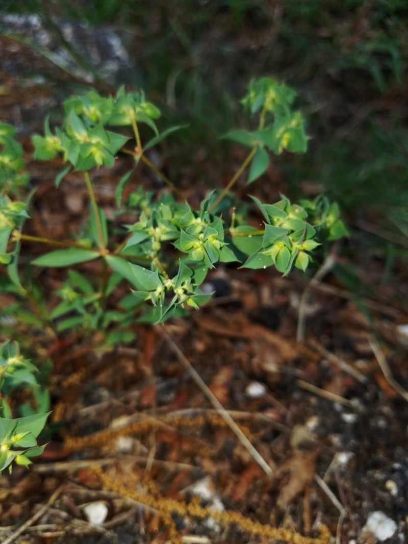 Sickle Spurge photo 4
