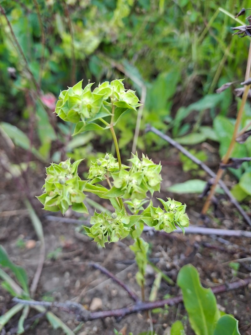 Sickle Spurge photo 5