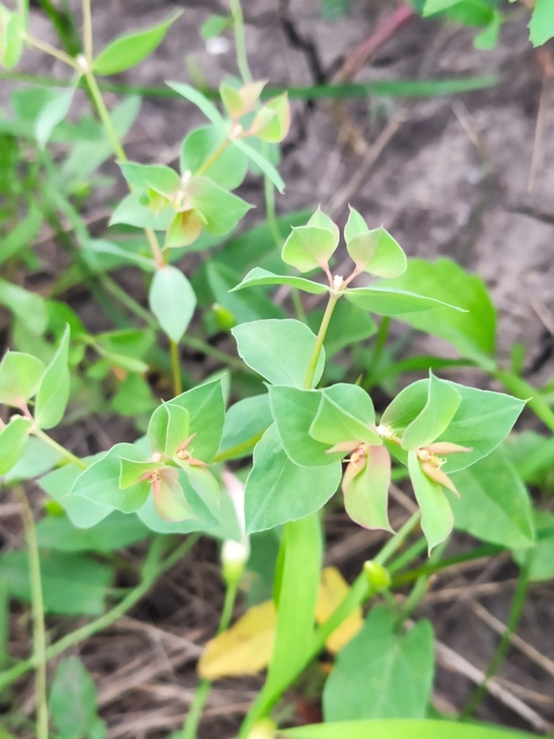 Sickle Spurge photo 6