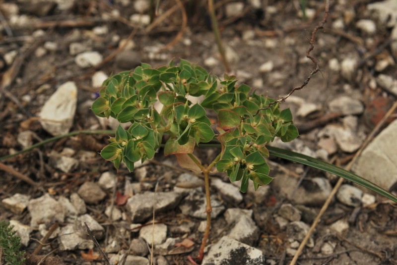 Sickle Spurge photo 7