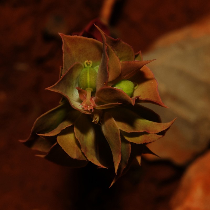 Sickle Spurge photo 8