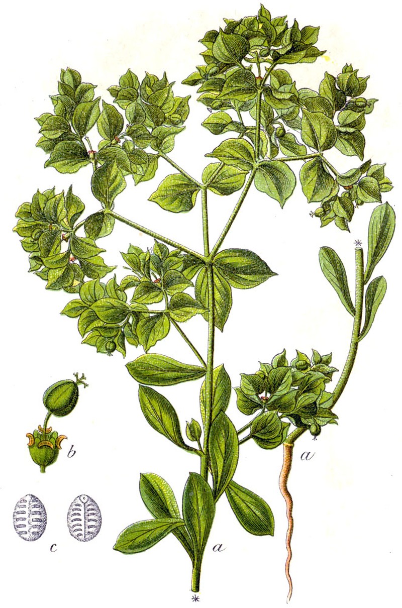 Sickle Spurge