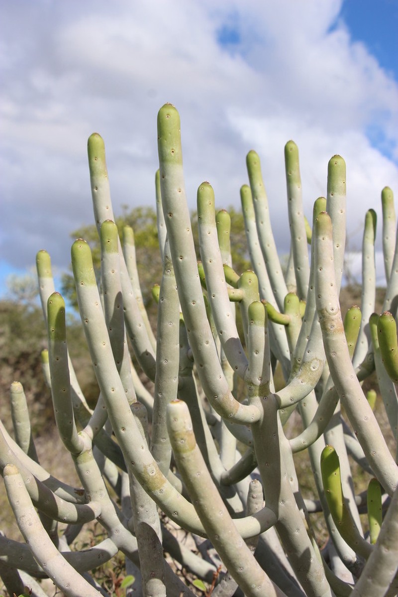Euphorbia famatamboay photo 3