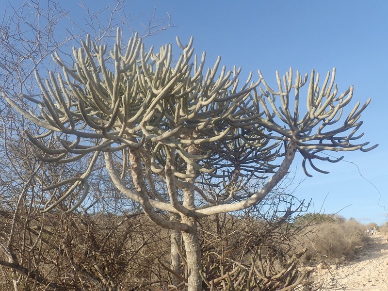 Euphorbia famatamboay photo 4