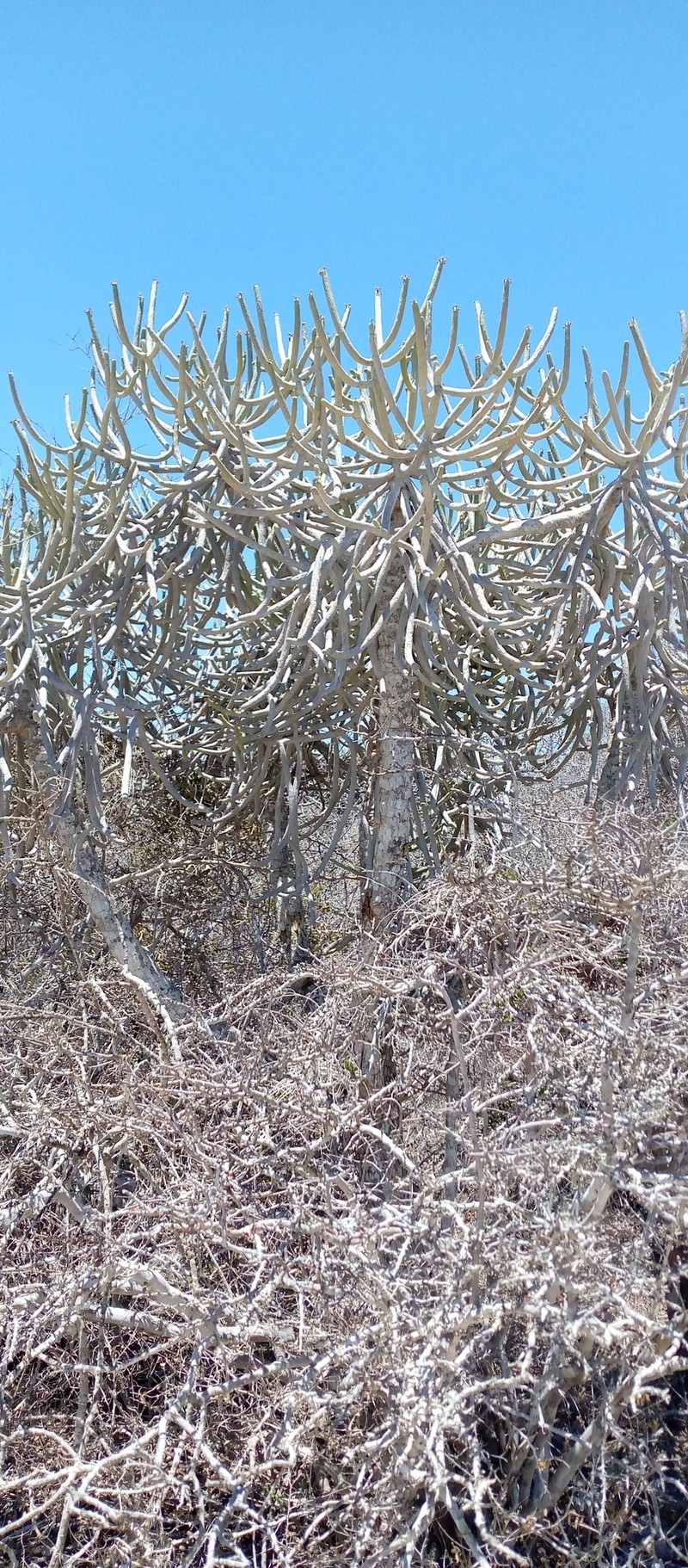 Euphorbia famatamboay subsp. famatamboay