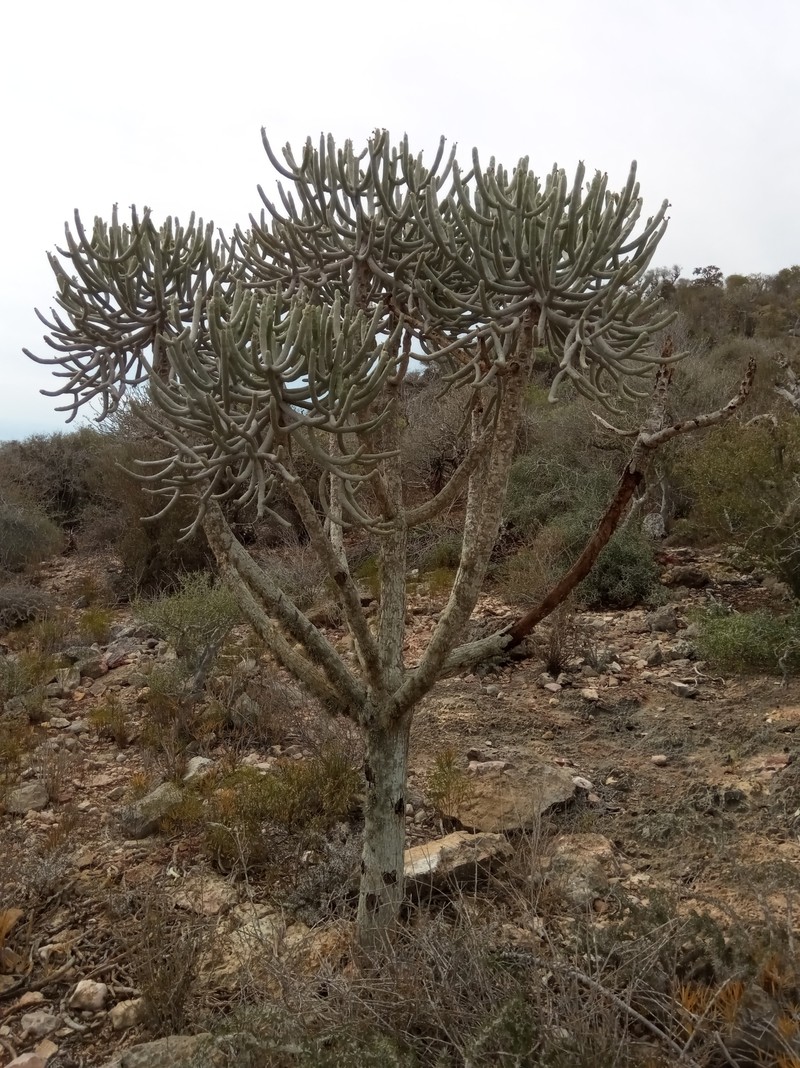 Euphorbia famatamboay subsp. famatamboay photo 2