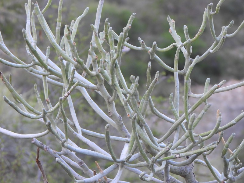 Euphorbia famatamboay subsp. itampolensis