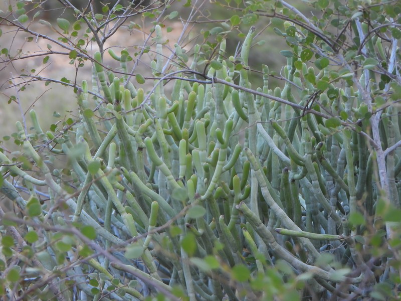 Euphorbia famatamboay subsp. itampolensis photo 2