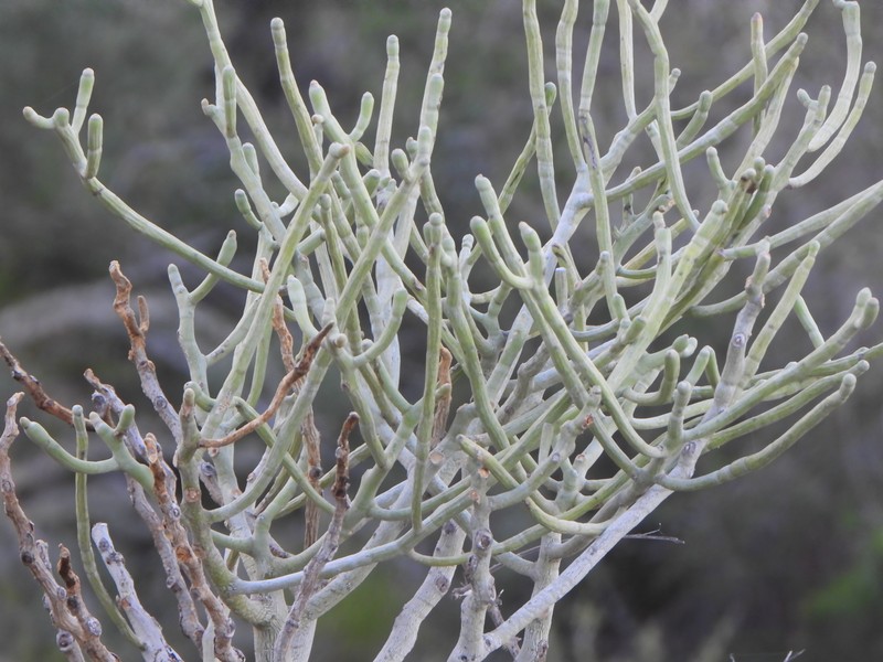 Euphorbia famatamboay subsp. itampolensis photo 3