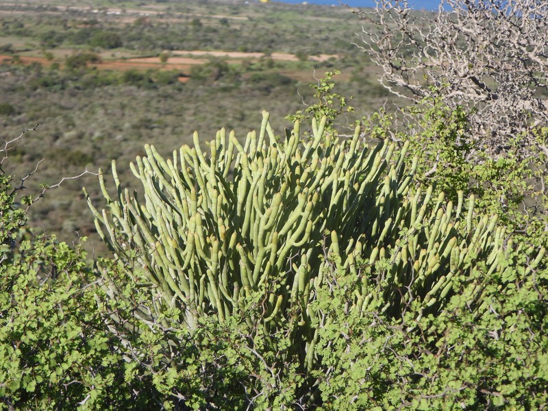 Euphorbia famatamboay subsp. itampolensis photo 4