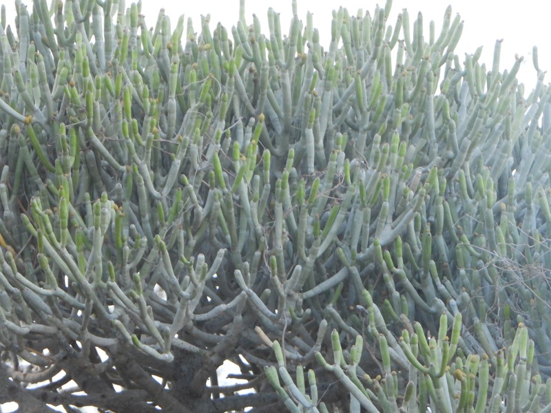 Euphorbia famatamboay subsp. itampolensis photo 5