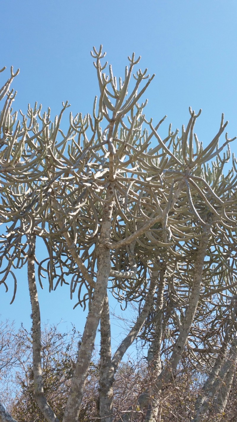 Euphorbia famatamboay subsp. itampolensis photo 6