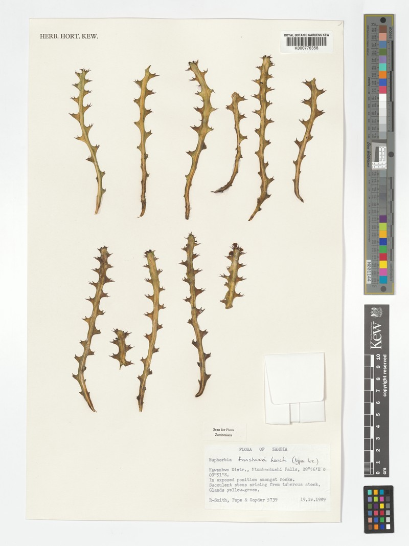 Euphorbia fanshawei photo 6