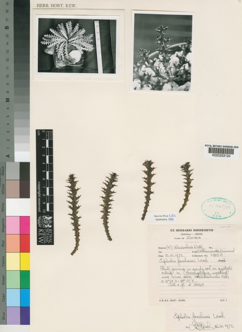 Euphorbia fanshawei photo 7
