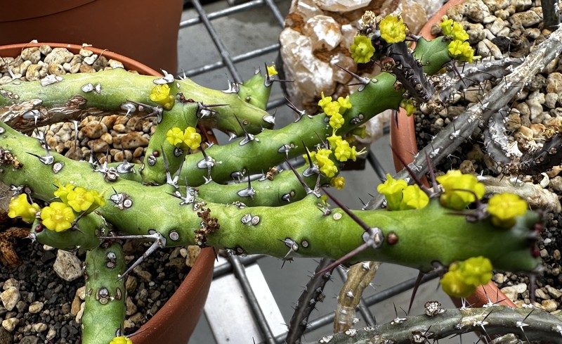 Euphorbia fascicaulis