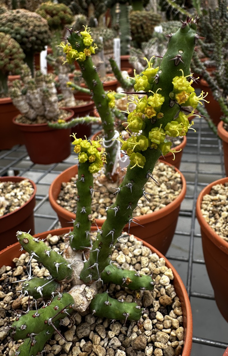 Euphorbia fascicaulis photo 2