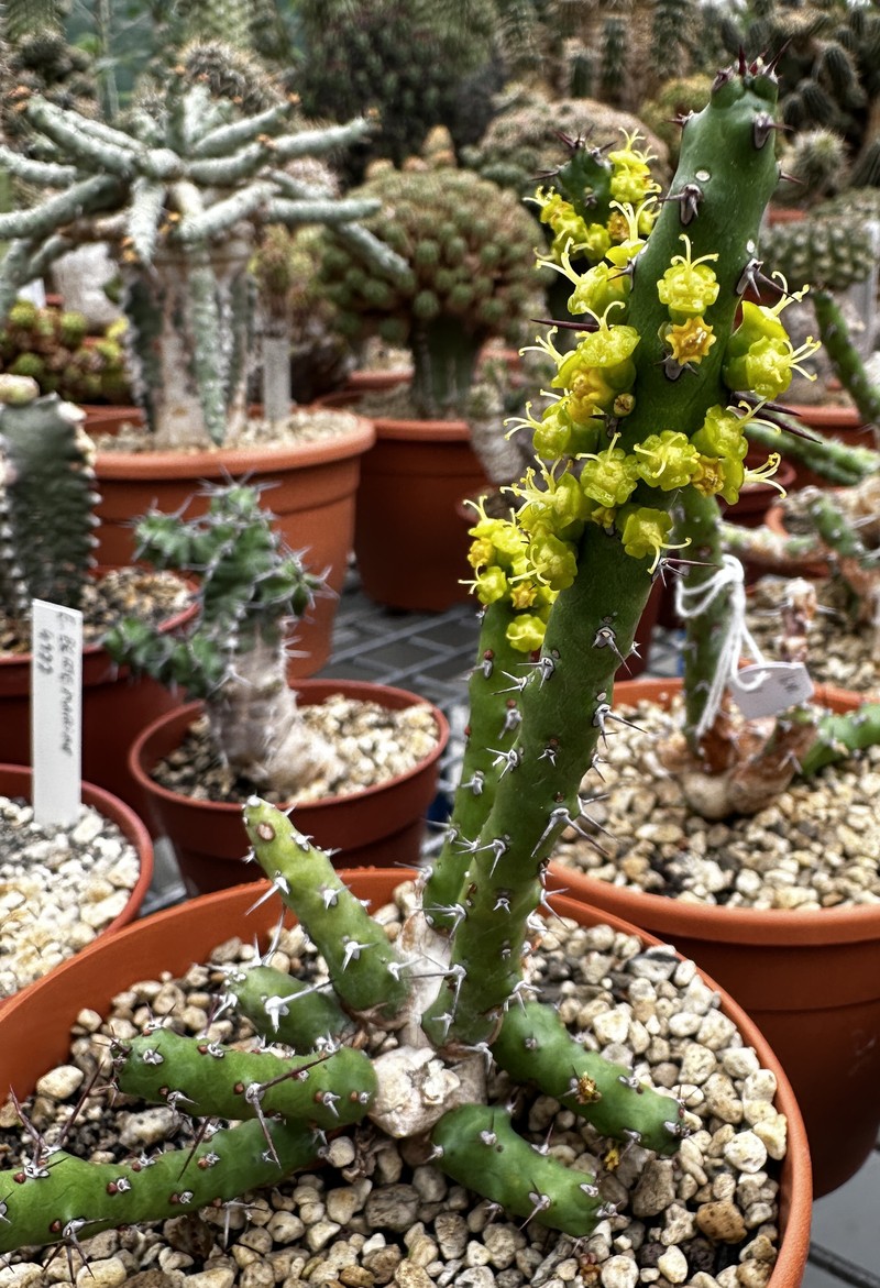 Euphorbia fascicaulis photo 3