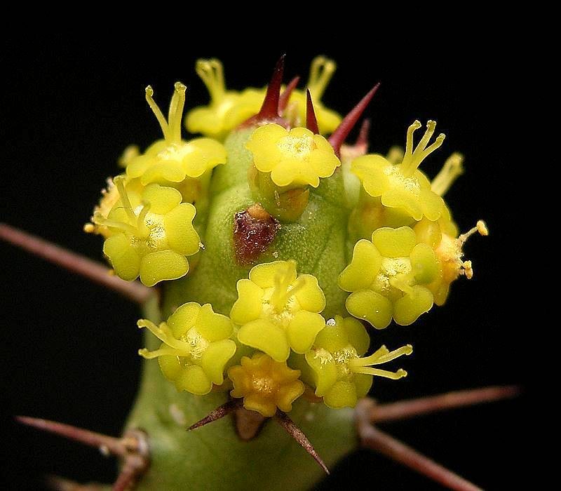 Euphorbia fascicaulis photo 4