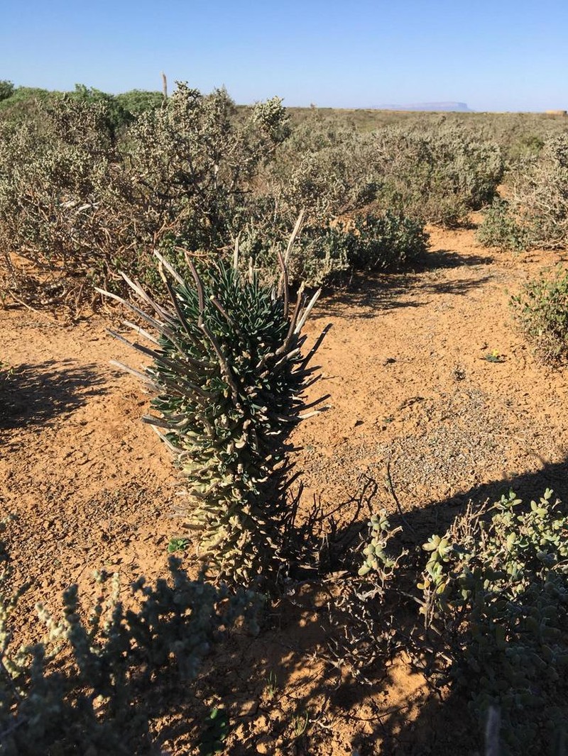 Euphorbia fasciculata photo 2