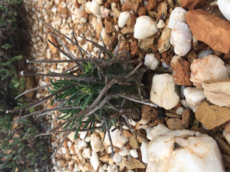 Euphorbia fasciculata photo 4