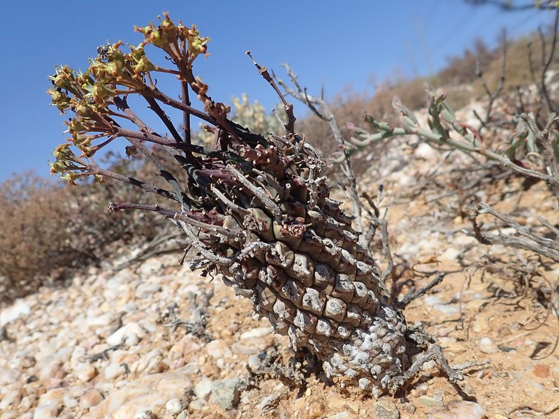 Euphorbia fasciculata photo 5