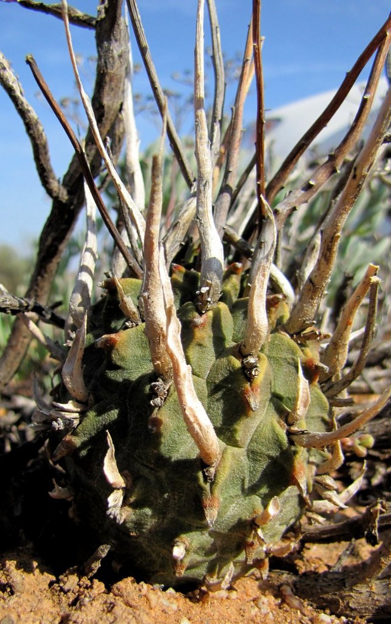 Euphorbia fasciculata photo 6