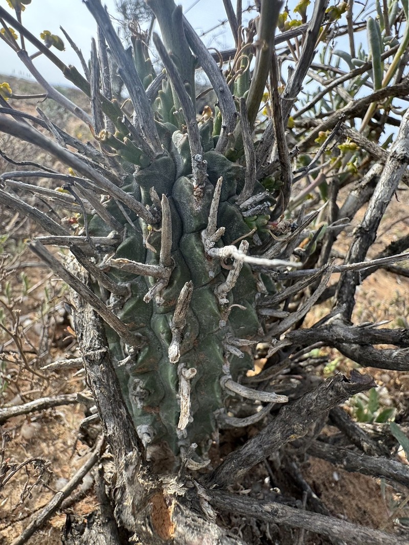 Euphorbia fasciculata photo 7