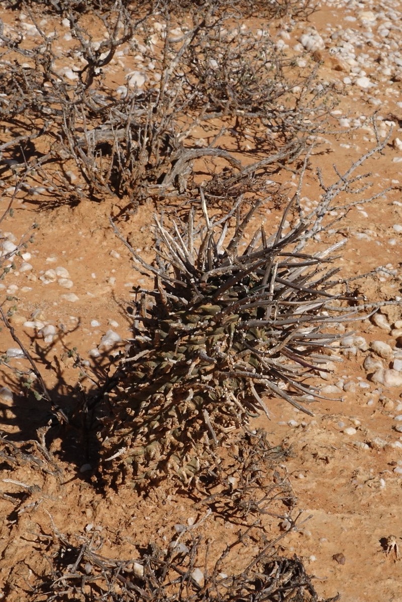 Euphorbia fasciculata photo 8