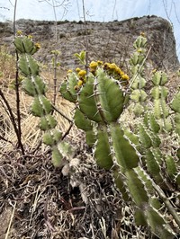 Euphorbia faucicola
