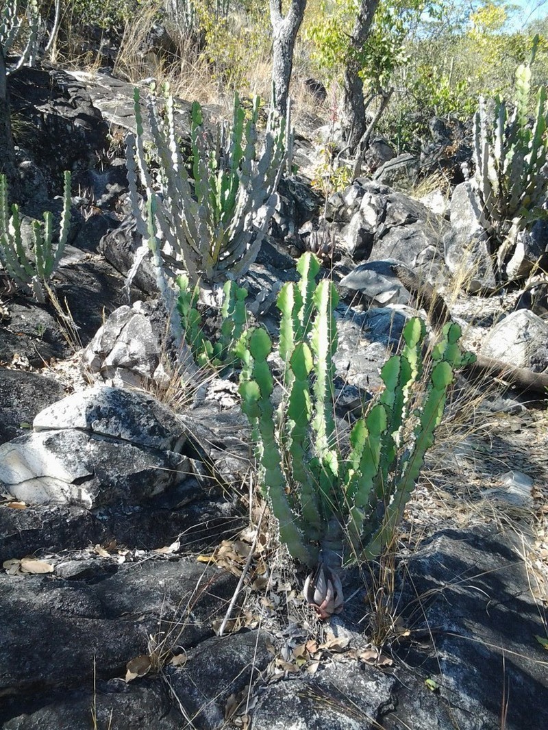 Euphorbia faucicola photo 3