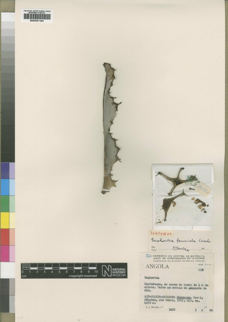 Euphorbia faucicola photo 4