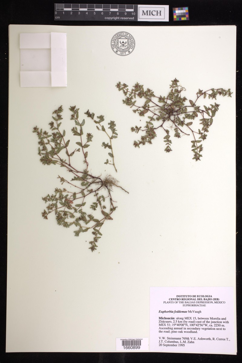Euphorbia feddemae