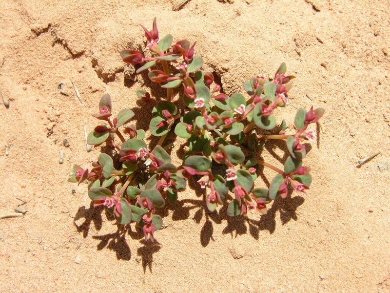 Fendler's Sandmat photo 4