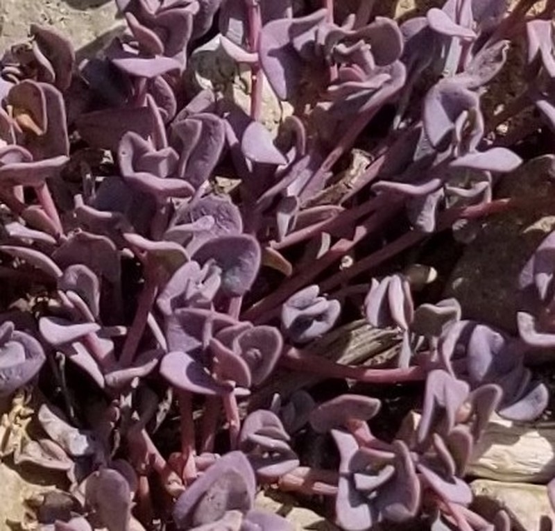 Fendler's Sandmat photo 5