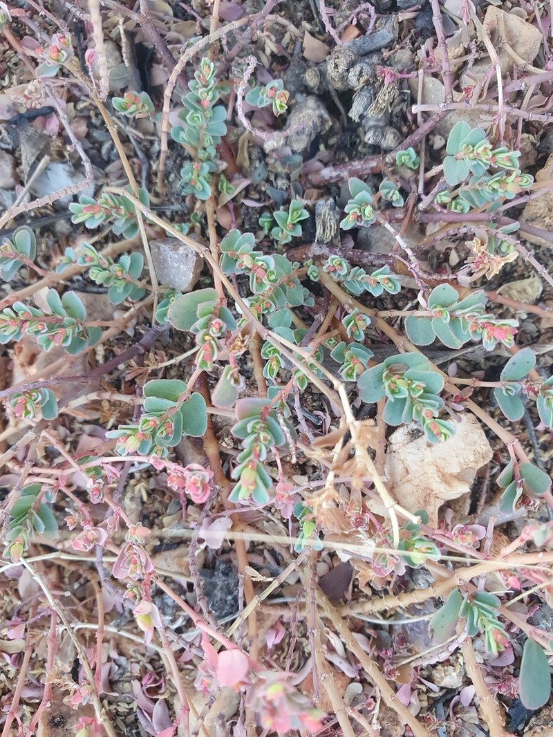 Euphorbia ferdinandi