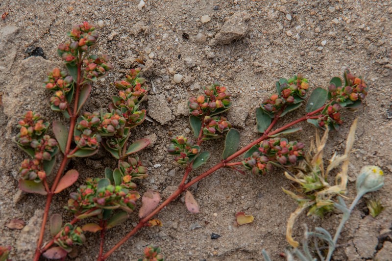 Euphorbia ferdinandi photo 2