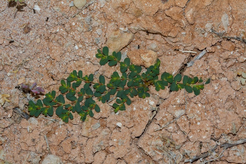 Euphorbia ferdinandi photo 3