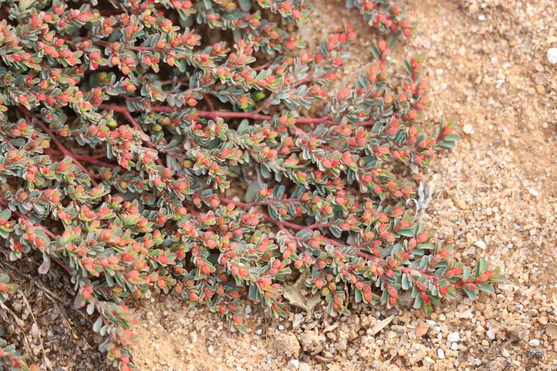Euphorbia ferdinandi photo 4