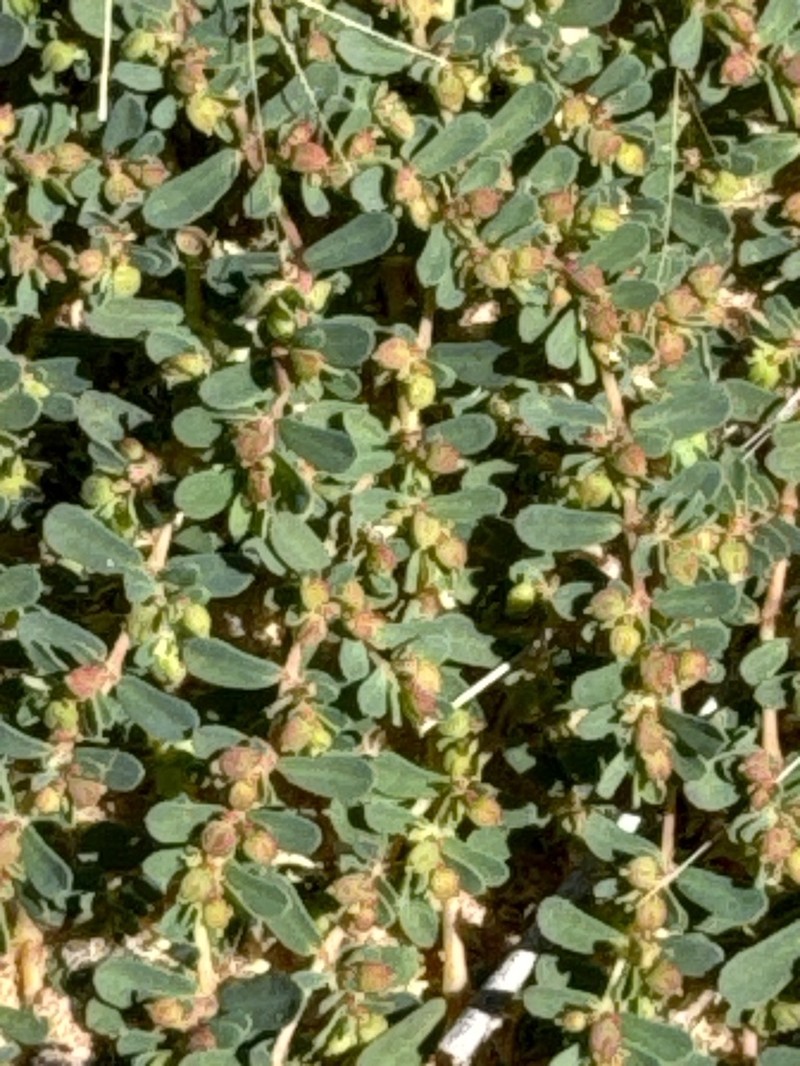 Euphorbia ferdinandi photo 5