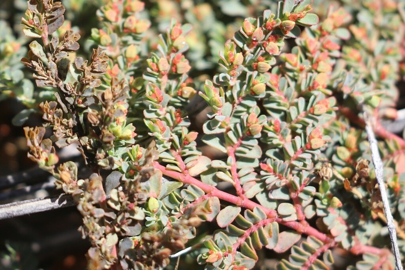 Euphorbia ferdinandi photo 6