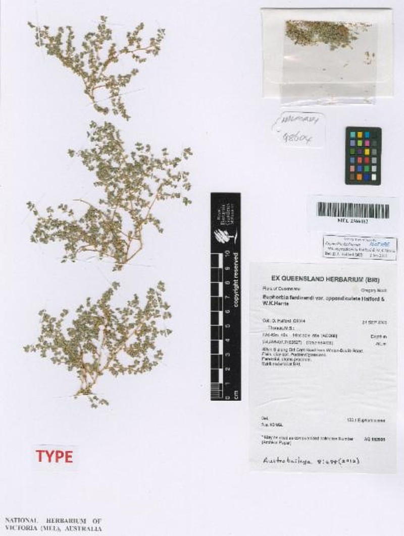 Euphorbia ferdinandi photo 7